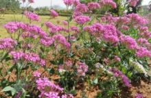 Damanjodi Flower Garden